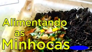 Como Alimentar as Minhocas do Minhocário [upl. by Yesiad289]