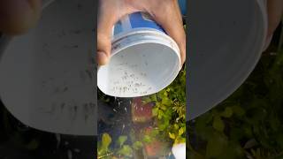 Releasing guppy baby in planted tank 😍🥰 viralvideo shorts [upl. by Doig]