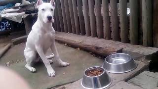 5 months old Dogo Argentino puppy  Waiting for command to eat [upl. by Tsai406]