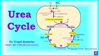 5 Urea Cycle  Amino Acid Metabolism  Biochemistry  NJOY Biochemistry [upl. by Torres54]