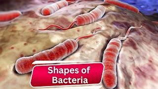 Discover Bacteria Shapes Unseen World Revealed Must Watch [upl. by Nolahs325]