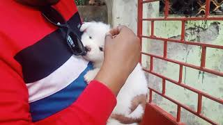 আজকে যাচ্ছি Spitz Puppy আনতে ❤️  Part 1 spitzdog pets ornofpets [upl. by Portingale690]