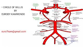 circle of Willis [upl. by Ydnarb]