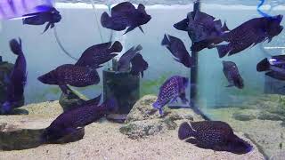 4 inch black calvus Cichlid [upl. by Harl]