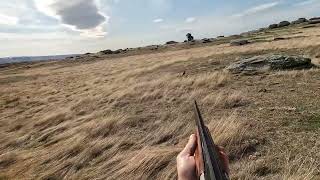 Working Cocker Spaniel hunting Rabbits [upl. by Monie]