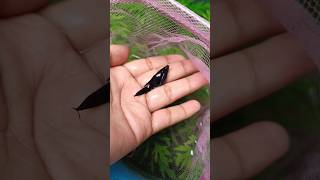 Black molly fish bacche dene wali h  molly fish giving birth shots pets mollyfish fish molly [upl. by Cherish]