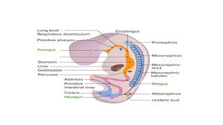 L 5 Embryology  Development of Hindgut  GIT 2 Module [upl. by Dieterich816]