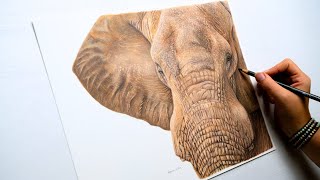 A heartbreaking story that lead me to drawing this elephant  Colored Pencil Drawings [upl. by Landel]