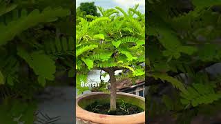 Bonsaitree Tamarind plants bonsai tree [upl. by Errecart]