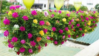 Creating Stunning Balcony Gardens from Plastic Bottles [upl. by Yvel]