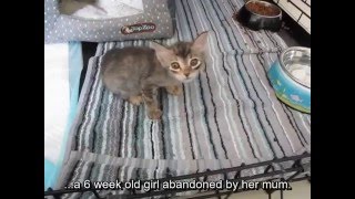 Gracie the Cerebellar Hypoplasia Kitten [upl. by Emogene448]