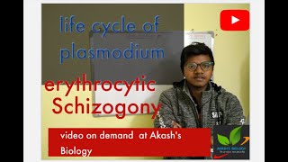 Life cycle of plasmodium Erythrocytic schizogony [upl. by Oine573]