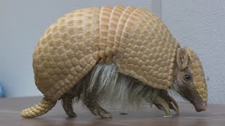 Amazing Armadillo [upl. by Adlee]