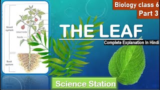 THE LEAF  Part 3  ICSE BIOLOGY CLASS 6 [upl. by Eneleahs]