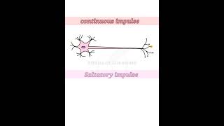 Which is Faster  Saltatory or Continuous Conduction of Nerve Impulses [upl. by Galven591]