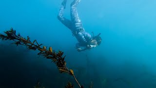 Spearfishing at Pourerere [upl. by Latreece]