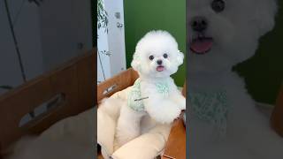 Best Pomeranian Dog In India  How to buy Pomeranian dog Online in India shorts pomeranian dogs [upl. by Gilba]