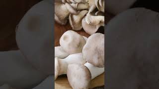 How do mushrooms grow  Produce Made Simple [upl. by Bliss]