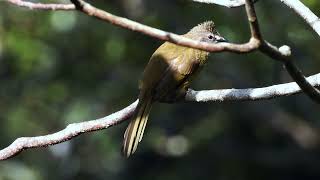 Flavescent Bulbul 4K [upl. by Edaw451]