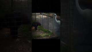 Epic  Eagle Vs Fly Herieon Bird☠️💀👽 momentbeforedisaster trollface watchfullvideo unfrezzmyacco [upl. by Sandberg385]