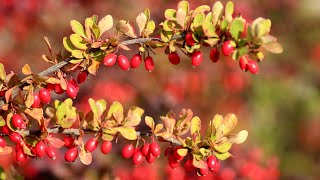 Health benefits of barberries zereshk  زرشک l the amazing benefits of berberine [upl. by Aleece]