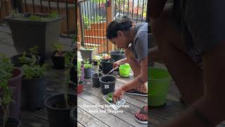 Harvesting HomeGrown Basil and Oregano oregano basil homegarden homegardening [upl. by Annaed239]