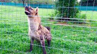 Roxy the hyena quotlaughquot loudly in front of her meal [upl. by Ekram]