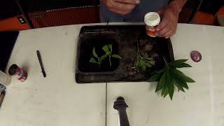 Rooting forsythia cuttings with update [upl. by Arivle]