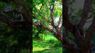 Calophyllum inophyllum shortsshortvideoyoutubeshortsviralsubscribereelsnature [upl. by Warren583]