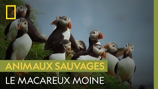 Connaissezvous le macareux moine lune des plus étranges créatures de lArctique [upl. by Miarfe]