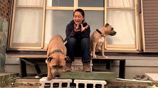 Basic Dog Training Hand Signs And Chaining Commands [upl. by Ahsiela]