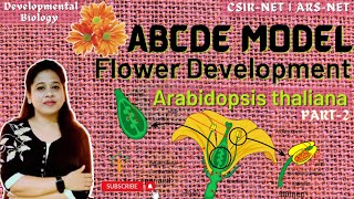 ABC Model Part2  ABCDE Model of Flower Development  Arabidopsis thaliana  ABC Model CSIR NET [upl. by Sainana]