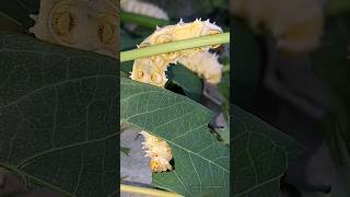 Silkworms dinner 🥰  Tropical Forest Bees silkworms [upl. by Arlo854]