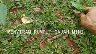 Siram rumput gajah mini rumputgajahmini [upl. by Elsy]