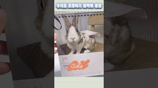 집사의 책상도점점 토끼로 가득차는중…🐰 오히려좋아…❤️🐰 토끼달력 제작후기 토끼 rabbit 반려동물 [upl. by Eirbua]