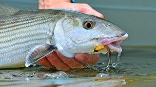 IN THE KEYS  World Record Bonefish [upl. by Warfeld]