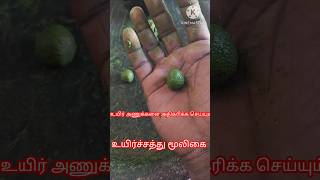 Sperm count increase food tamilஉயிர் அணுக்கள் அதிகரிக்கshorts [upl. by Gabriel]