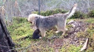 Blue Fairy Otterhound Puppy 2015 The Big Outdoors [upl. by Dorman]