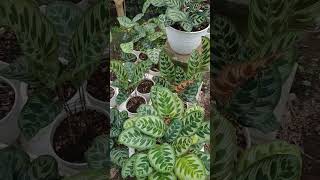 Calathea makoyana coraknya mirip tapi id nya berdeda calathea [upl. by Eizdnil]