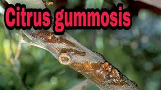 Citrus gummosis cause symptoms and management [upl. by Jeniffer900]