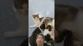 Kocheng nyusuu cat imut kucing lucunya catlover kucinglucu kitten shortvideo shorts [upl. by Hasile957]