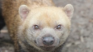 Bush Dogs Sound  Waldhund Klang  Zoo Magdeburg [upl. by Deborath]