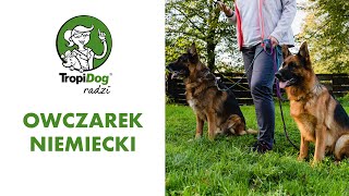 Owczarek niemiecki [upl. by Portwin]