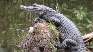 Virtual field trip to Cuyabeno Nature Reserve Ecuador Amazon Rain Forest [upl. by Rubliw437]