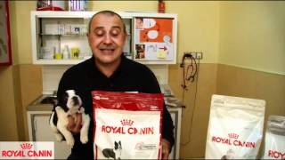 Alimentos para perros y gatos con sensibilidad digestiva  Nutrición Royal Canin [upl. by Olmstead944]