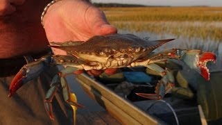 Catching Blue Crabs on Edisto Island South Carolina [upl. by Adnicul]