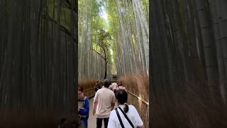 Japan  arashiyama bambooforest japan travel 2024 kyoto [upl. by Dryfoos]