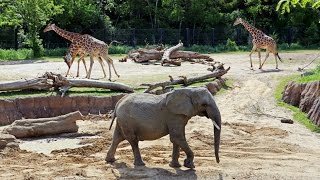 10 Best Zoos In The World [upl. by Millburn54]