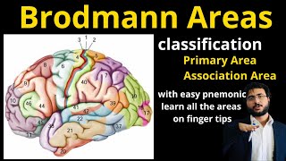 Brodmann Areas  function of brain  cerebral cortex  primary  association area brodmannarea [upl. by Bohi]