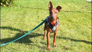 Vergabefilm DOBBY  Zwergpinscher  6 Monate gutmütig [upl. by Gytle]